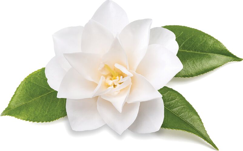 Chinese camellia - composition Inno Gialuron